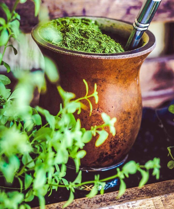 argentinien mate tee