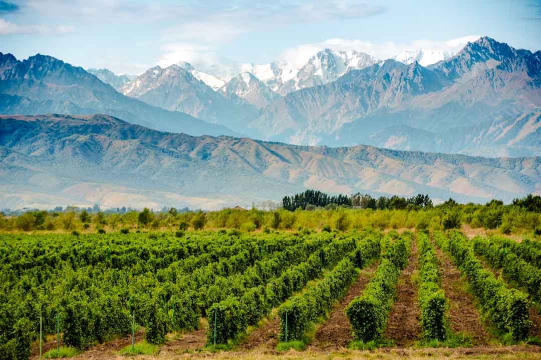 argentinien mendoza weinberg bergpanorama Argentinien Mendoza Weinberg Bergpanorama