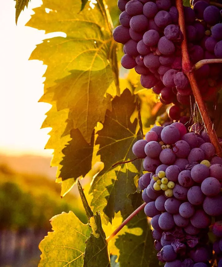 argentinien mendoza weinrebe argentinien mendoza weinrebe