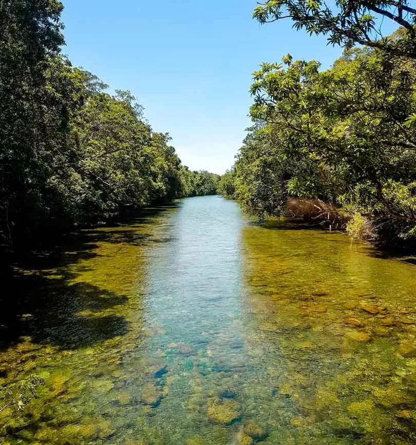 Australien Cairns Bach im Daintree NP