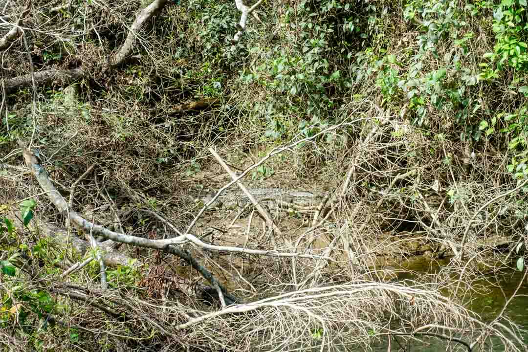 Australien Cairns Krokodil am Ufer
