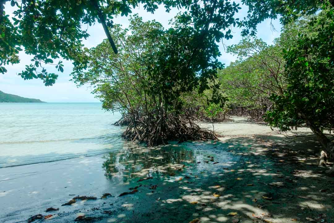 Australien Cairns Mangroven Cape Tribulation