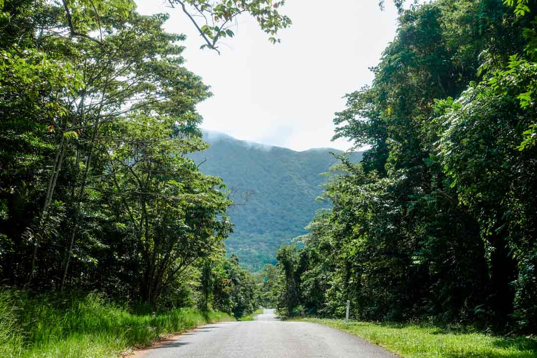 Australien Cairns Straße im Daintree NP