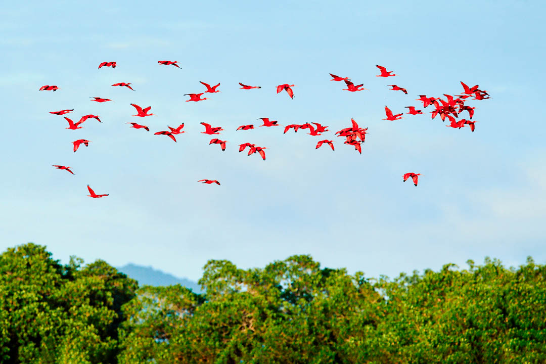 brasilien atins fliegende rote ibisse