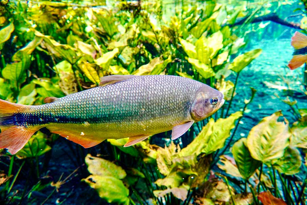brasilien bonito mato grosso do sul fisch