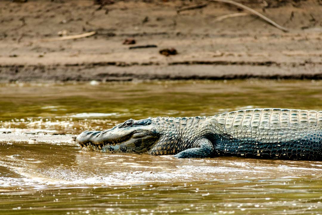 brasilien bonito mato grosso do sul kaiman