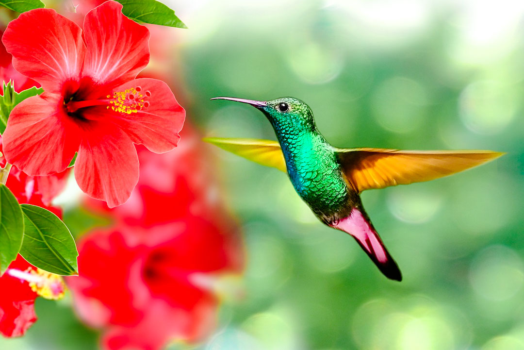 brasilien iguazu kolibri fliegend