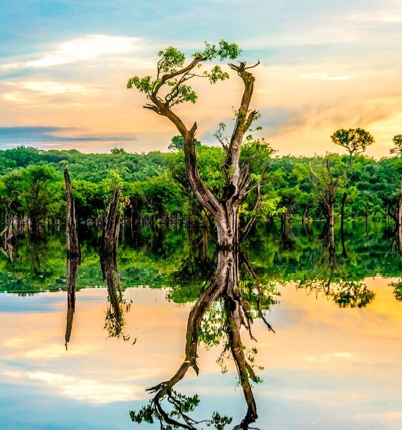 brasilien manaus amazonas baum