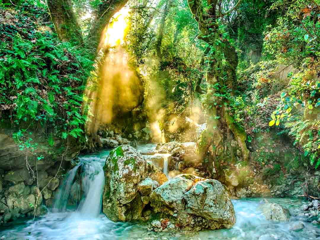 brasilien manaus amazonas regenwald