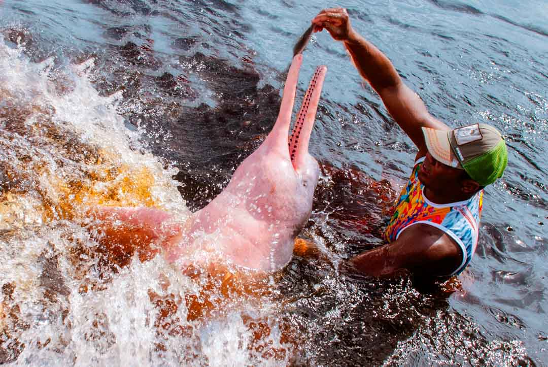 brasilien manaus amazonas rosa flussdelfin