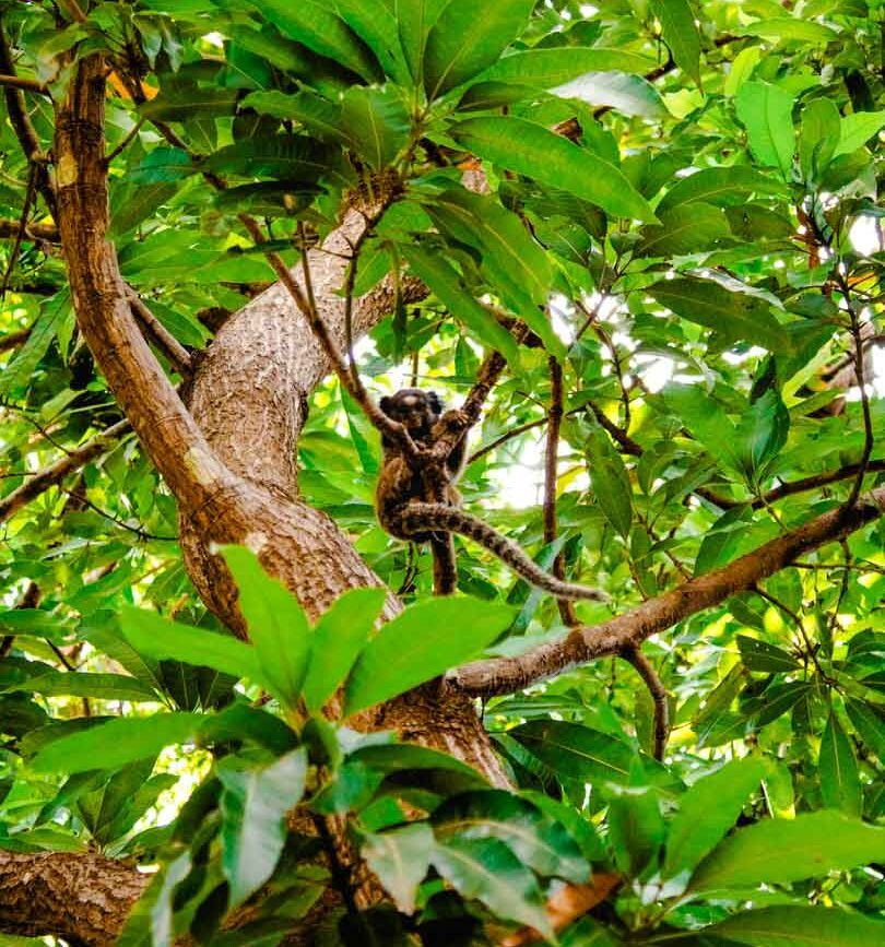 brasilien mangroven affe