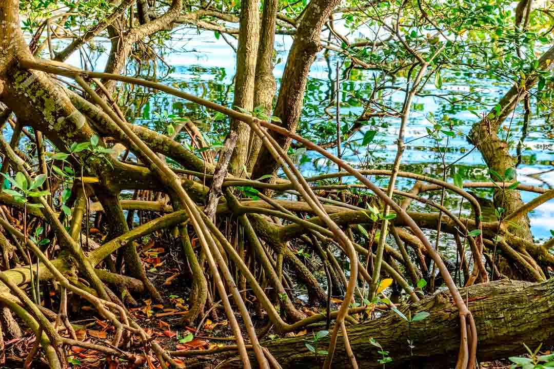 brasilien parnaiba mangroven baia do feijao bravo