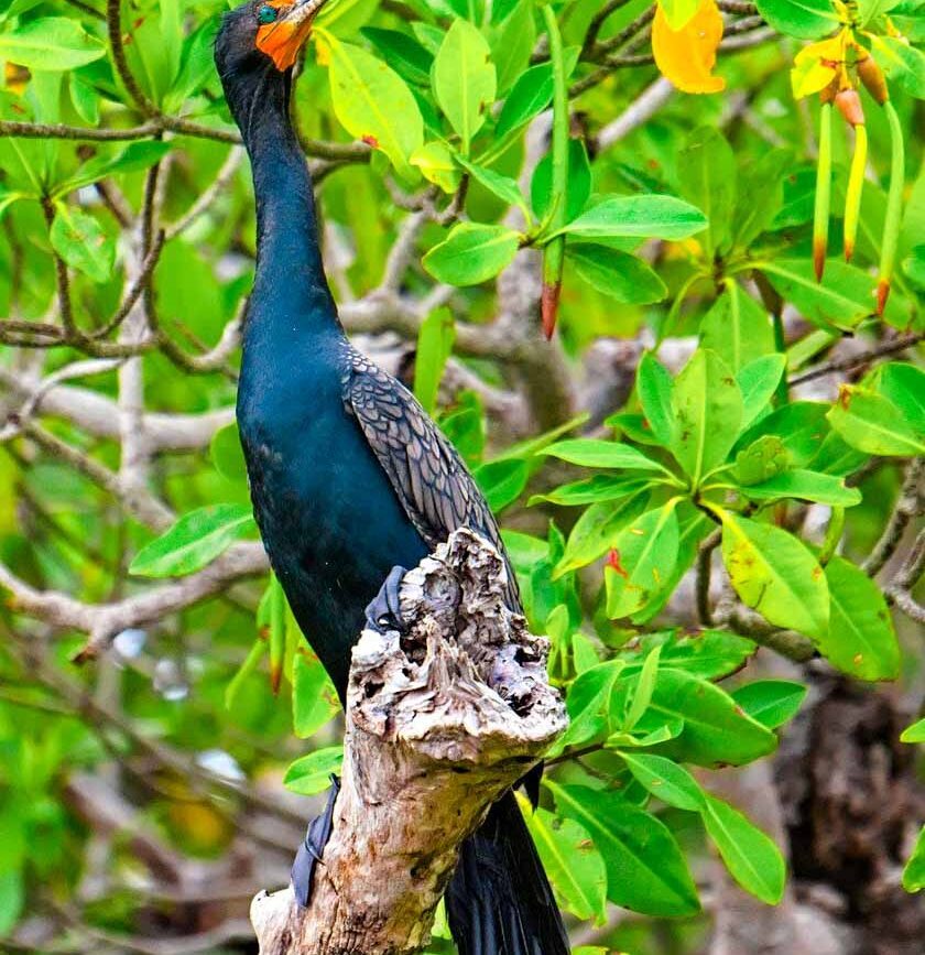 brasilien parnaiba mangroven kormoran