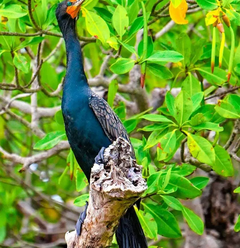 Brasilien Parnaiba Mangroven Kormoran