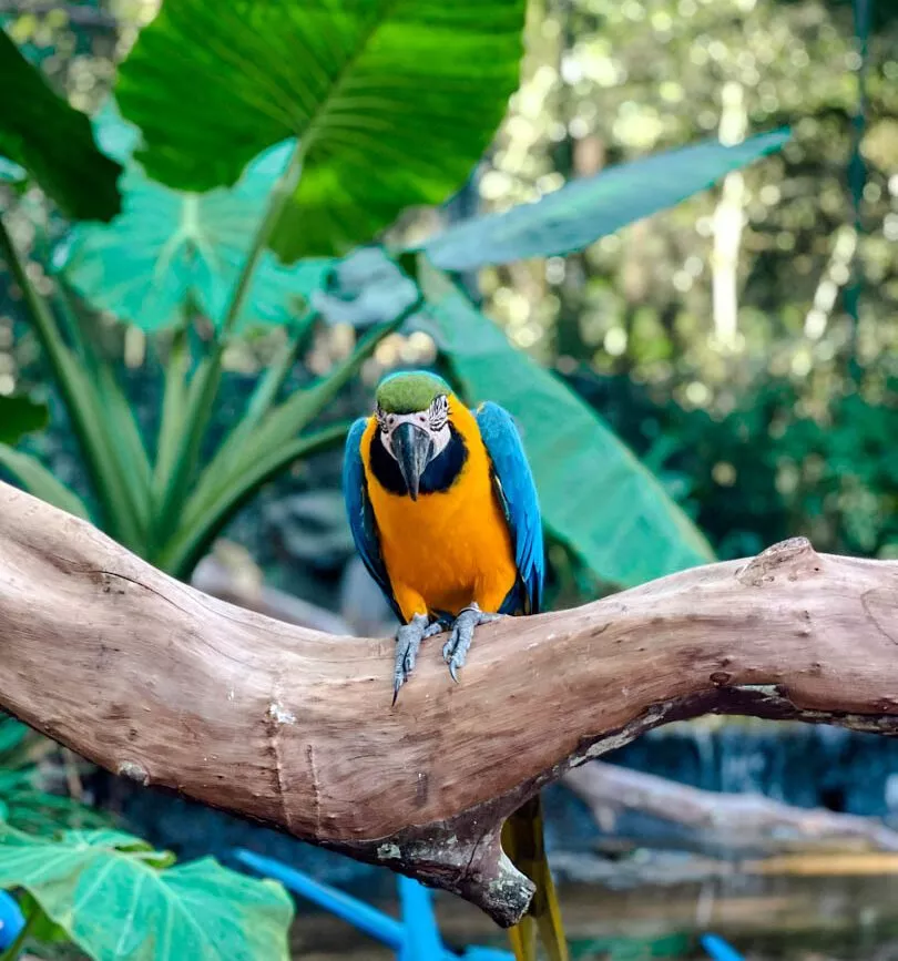 Brasilien Parque das Aves Papagei