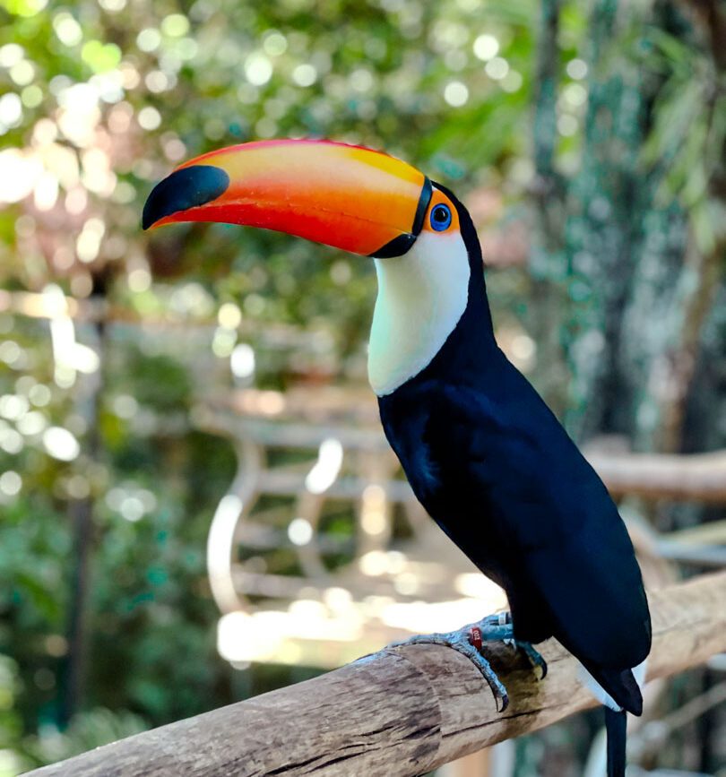 brasilien parque das aves tucan