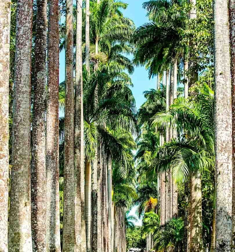 Brasilien Rio De Janeiro Botanischer Garten