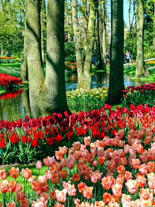 amsterdam staedtetrip keukenhof 01 2