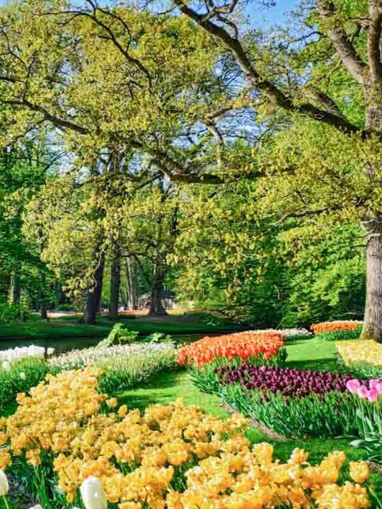 amsterdam staedtetrip keukenhof 02 2