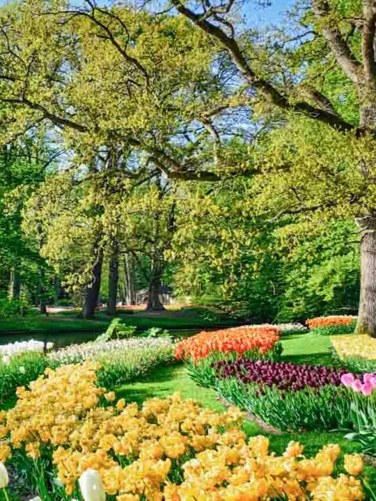 amsterdam staedtetrip keukenhof 02 2 amsterdam staedtetrip keukenhof 02 2