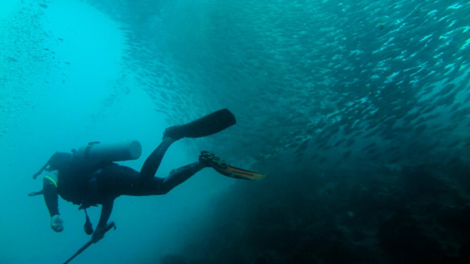cebu moalboal tauchen cebu moalboal tauchen
