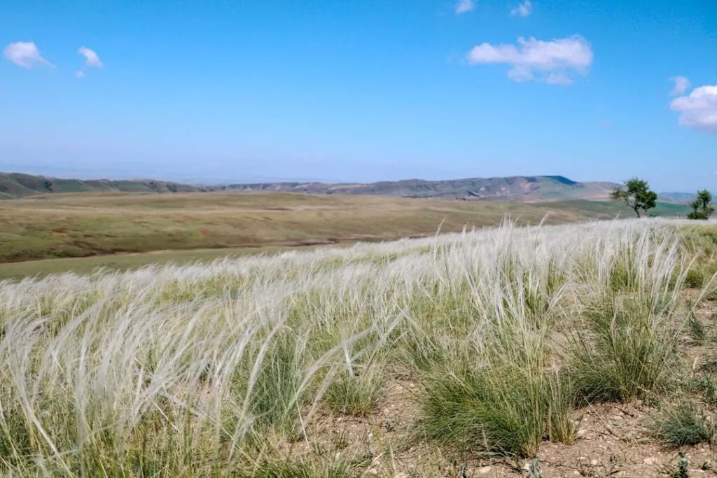 halbwueste garedscha 2