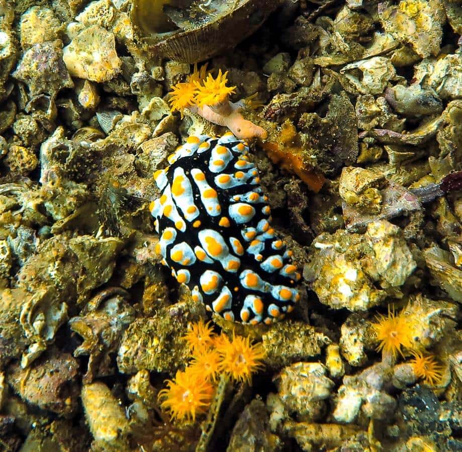 malapascua tauchen 27 1663806818