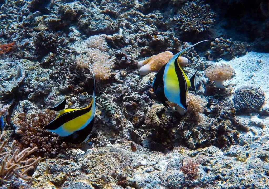 malapascua tauchen fische