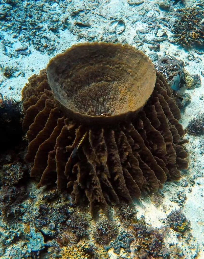 malapascua tauchen koralle