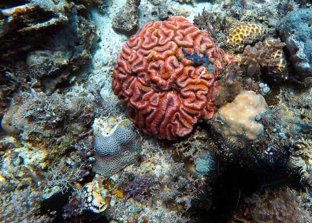 malapascua tauchen unterwasserwelt