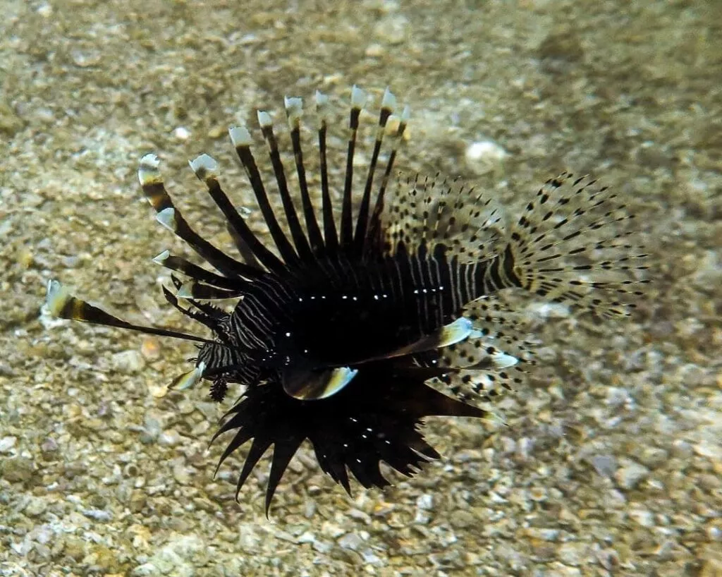 malapascua tauchen unterwasserwelt 2