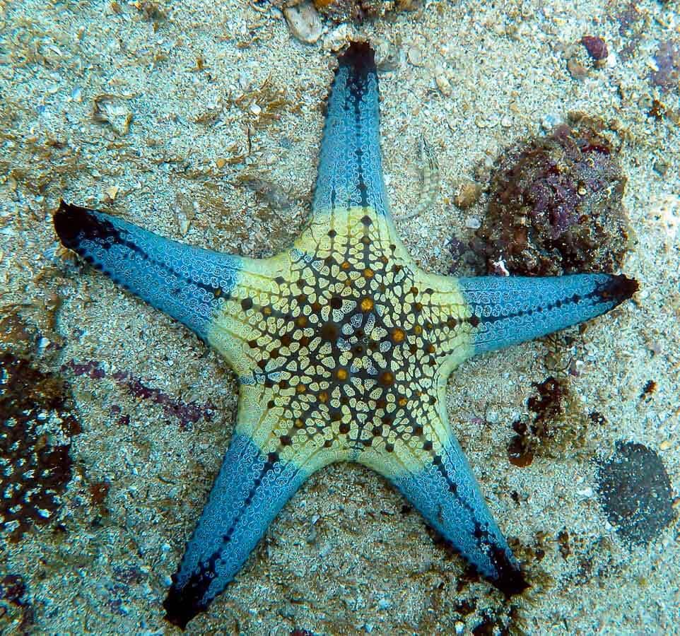 malapascua tauchen unterwasserwelt 3