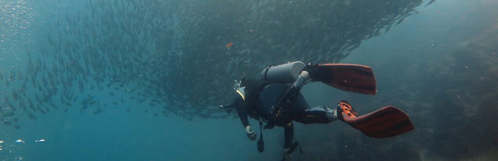 Philippinen Moalboal Tauchgang mit Sardinenschwarm