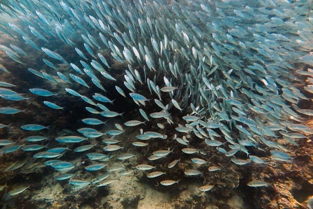Philippinen Moalboal Sardinienschwarm