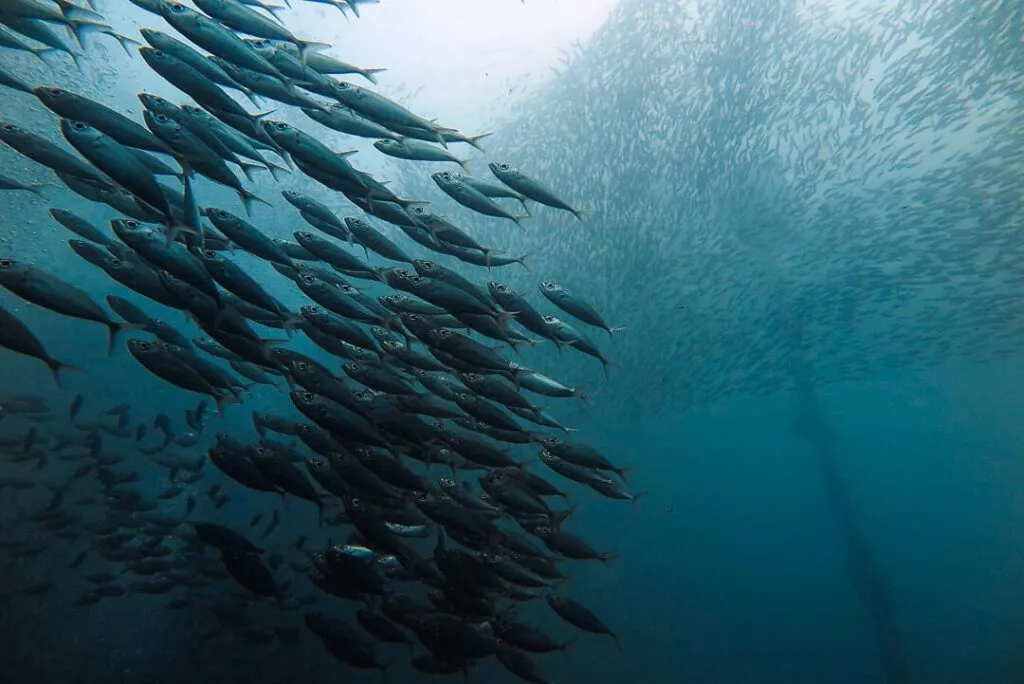 moalboal tauchen 4 1552947741042877993073