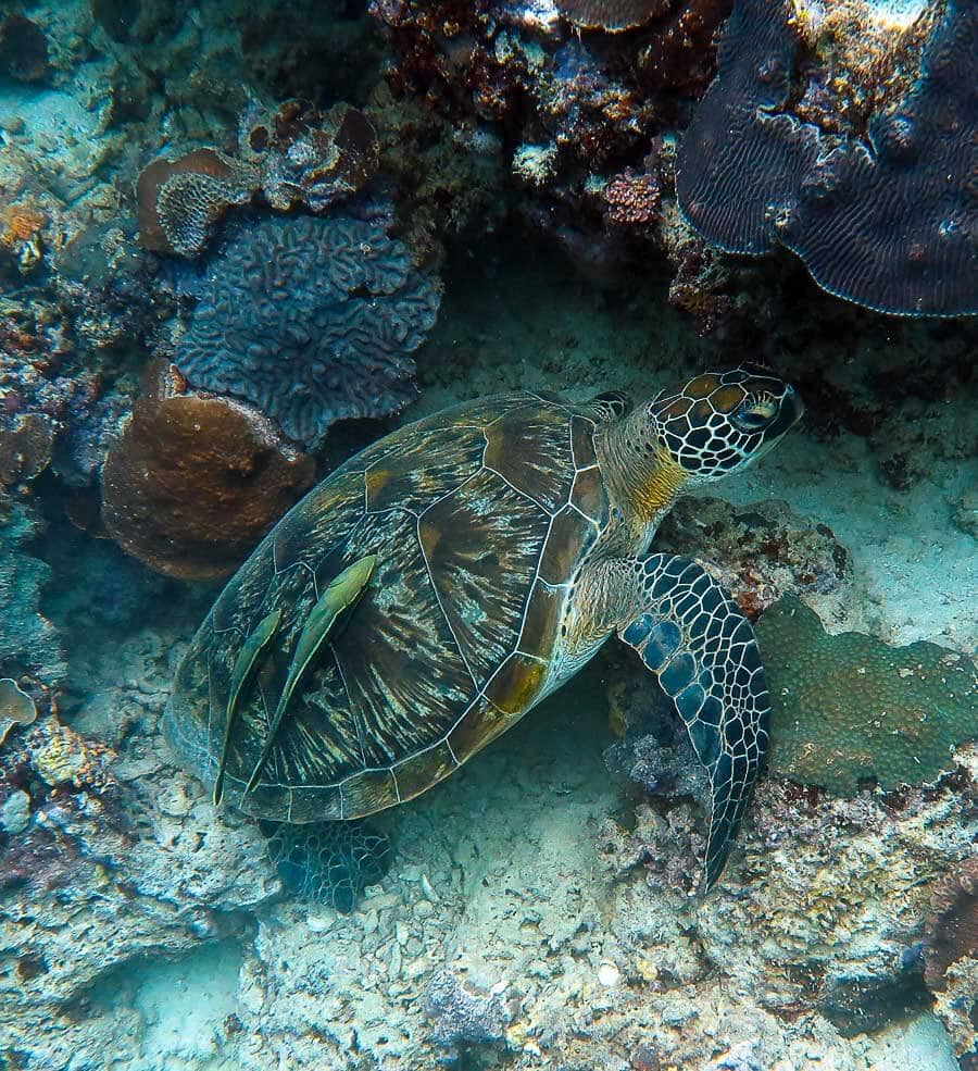 moalboal tauchen 8 15529477006031546308010