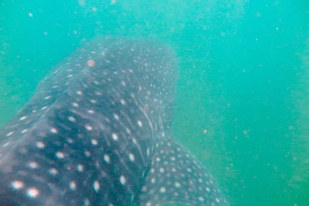 philippinen walhaie donsol