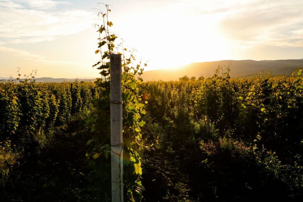 weinberge kachetien 2