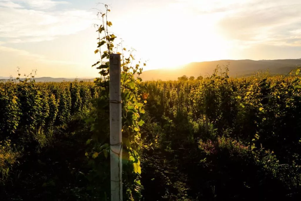 weinberge kachetien 2