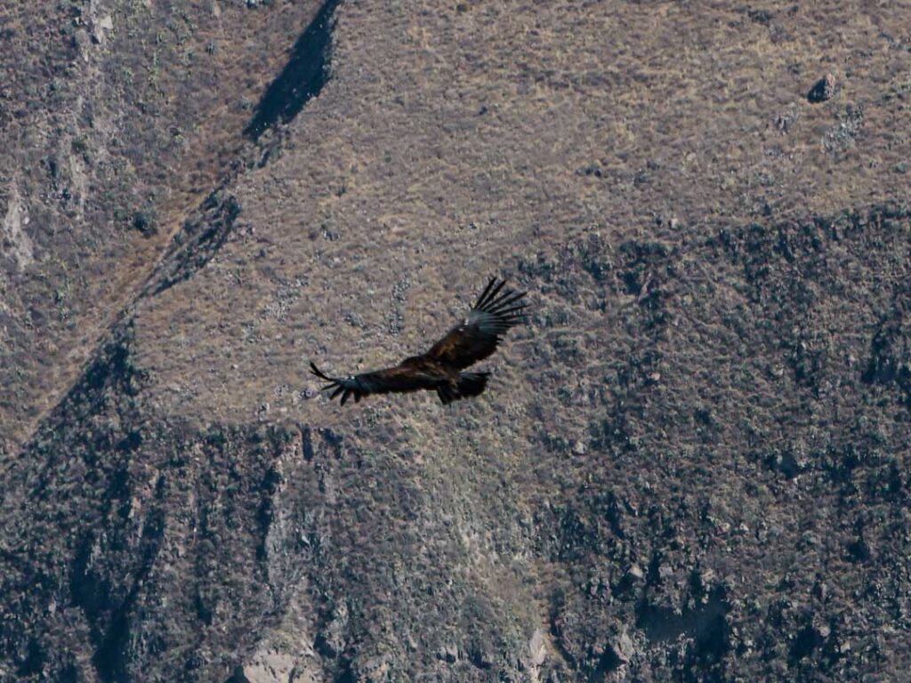 andenkondor beim aussichtspunkt cruz del condor colca