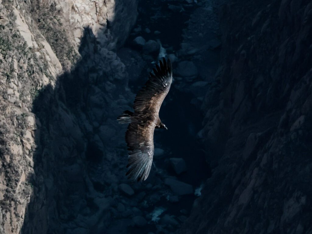andenkondor beim aussichtspunkt kondorkreuz im colca canyon