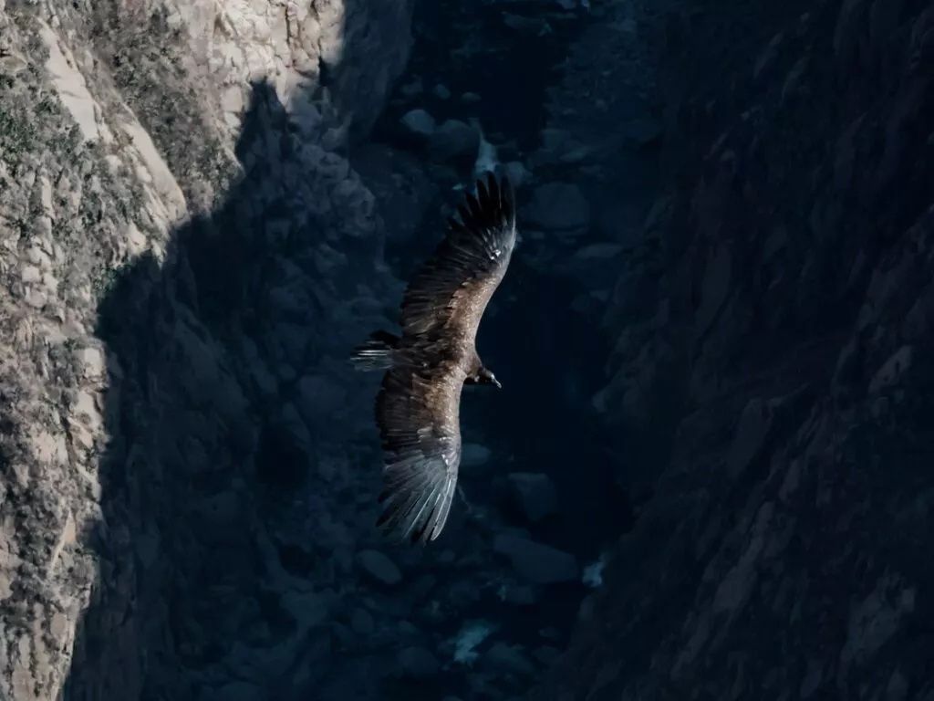 andenkondor beim aussichtspunkt kondorkreuz im colca canyon