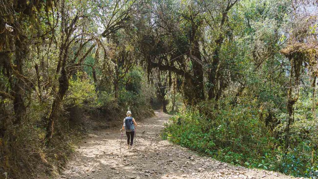 bild 9 durch den dschungel 2