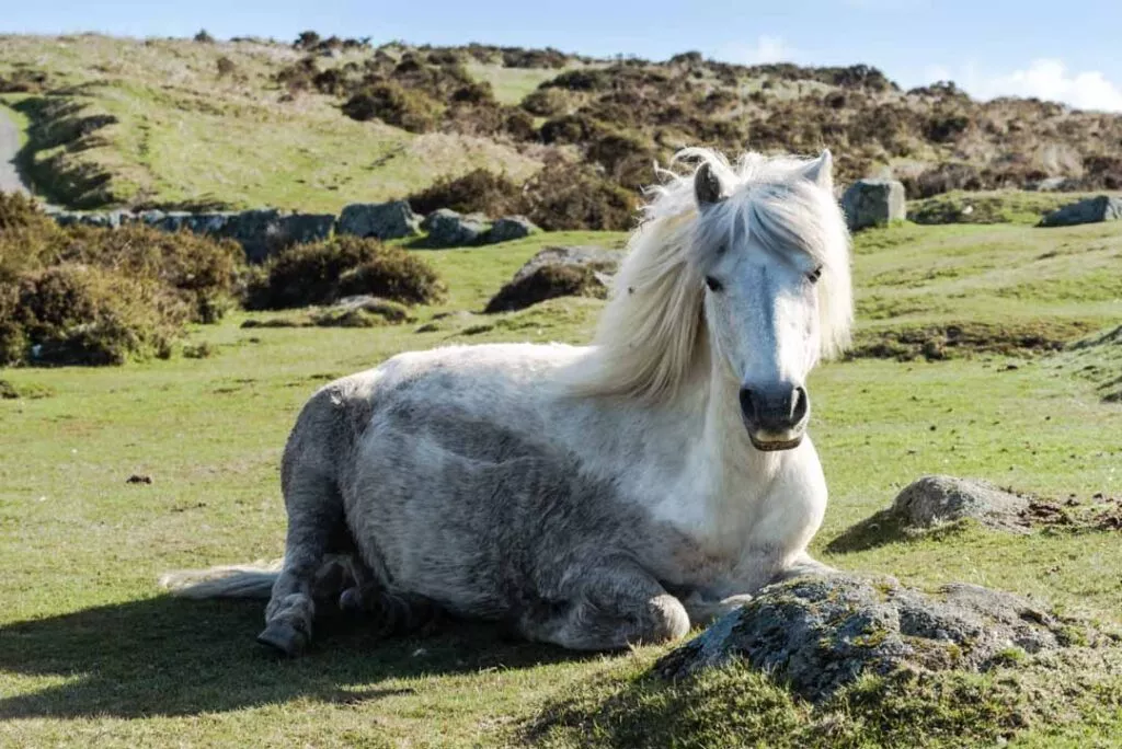 england dartmoor national park liegendes pony 2 england dartmoor national park liegendes pony 2