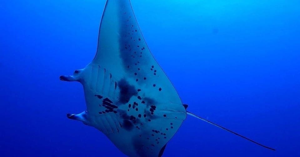 manta ray night dive hawaii big island