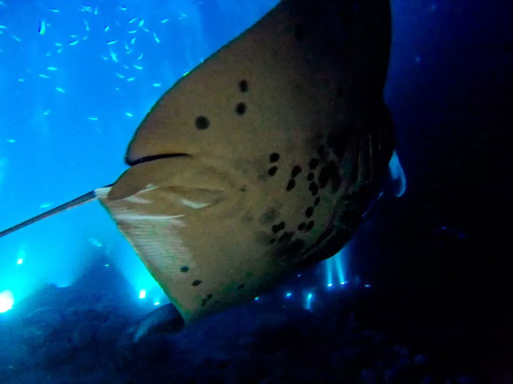 mantas schwimmen ueber uns beim night dive auf hawaii