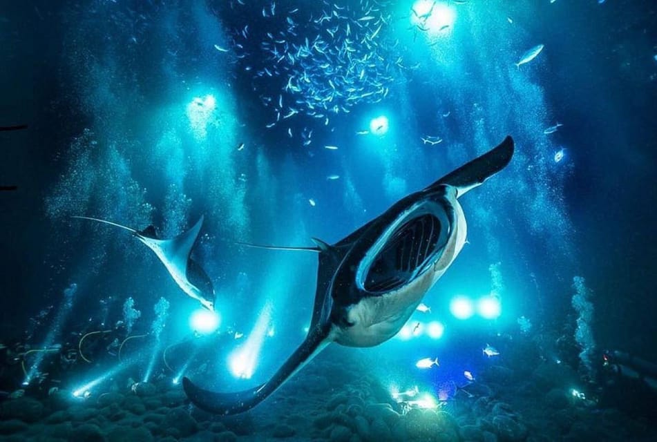 nachttauchgang mit mantas hawaii big island nachttauchgang mit mantas hawaii big island