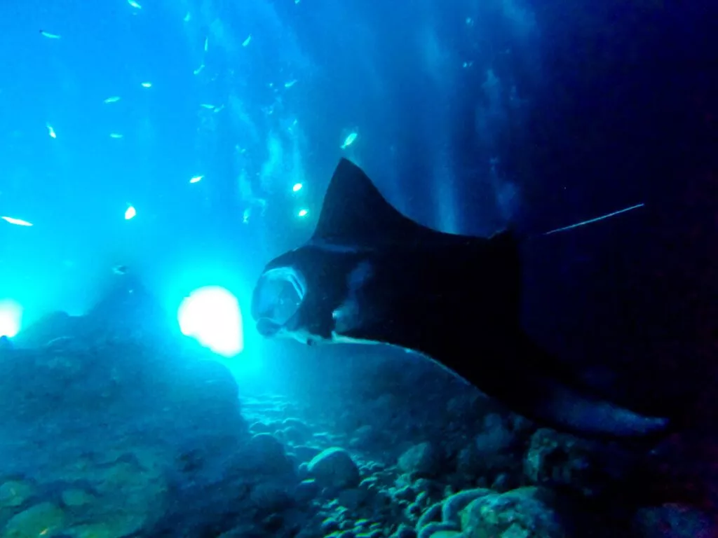 schoenster tauchgang auf hawaii mit mantas