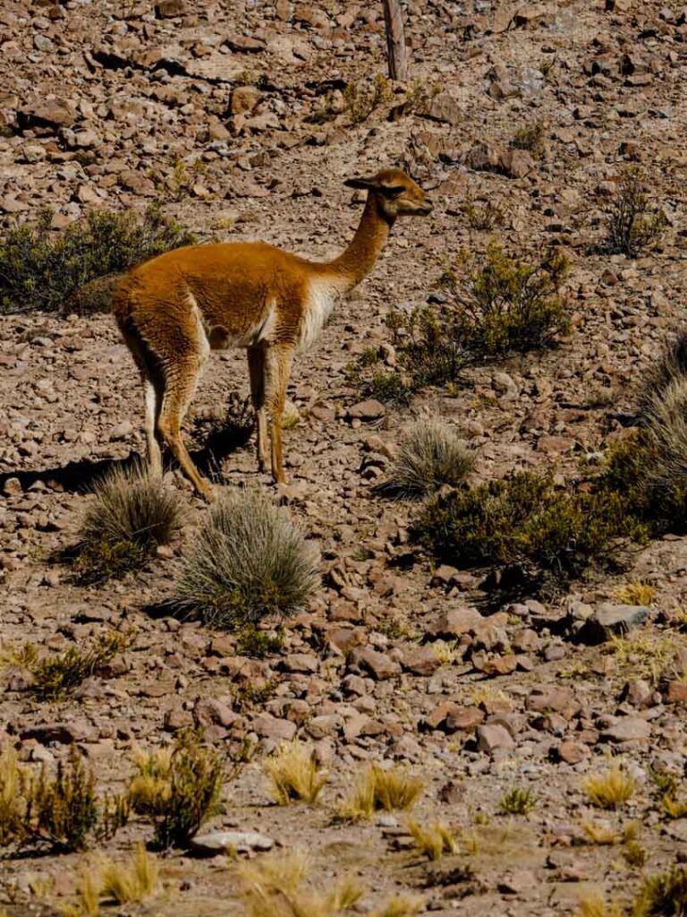 wilde alpakas auf dem weg nach puno 2 colca