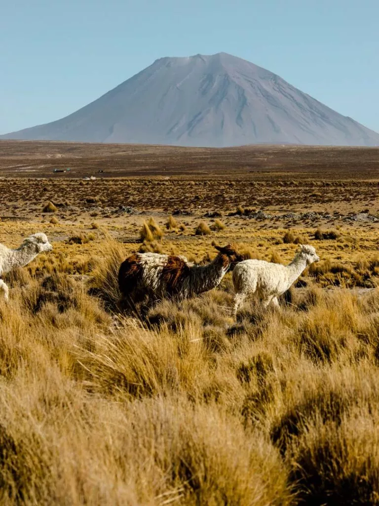 wilde alpakas auf dem weg nach puno peru colca